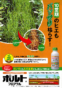 ポルトの詳細はこちら
